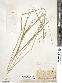 Eriochloa michauxii image