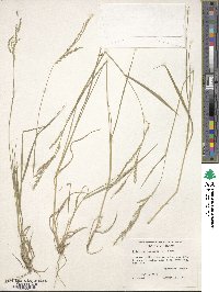 Image of Eriochloa punctata