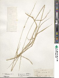 Eriochloa punctata image