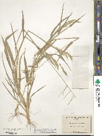 Eriochloa punctata image