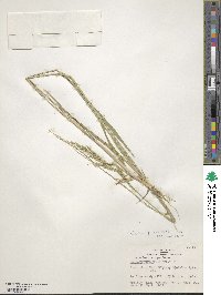 Eriochloa punctata image