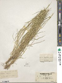 Eriochloa punctata image