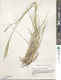 Eriochloa sericea image