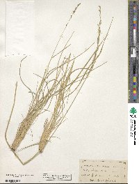 Eriochloa sericea image