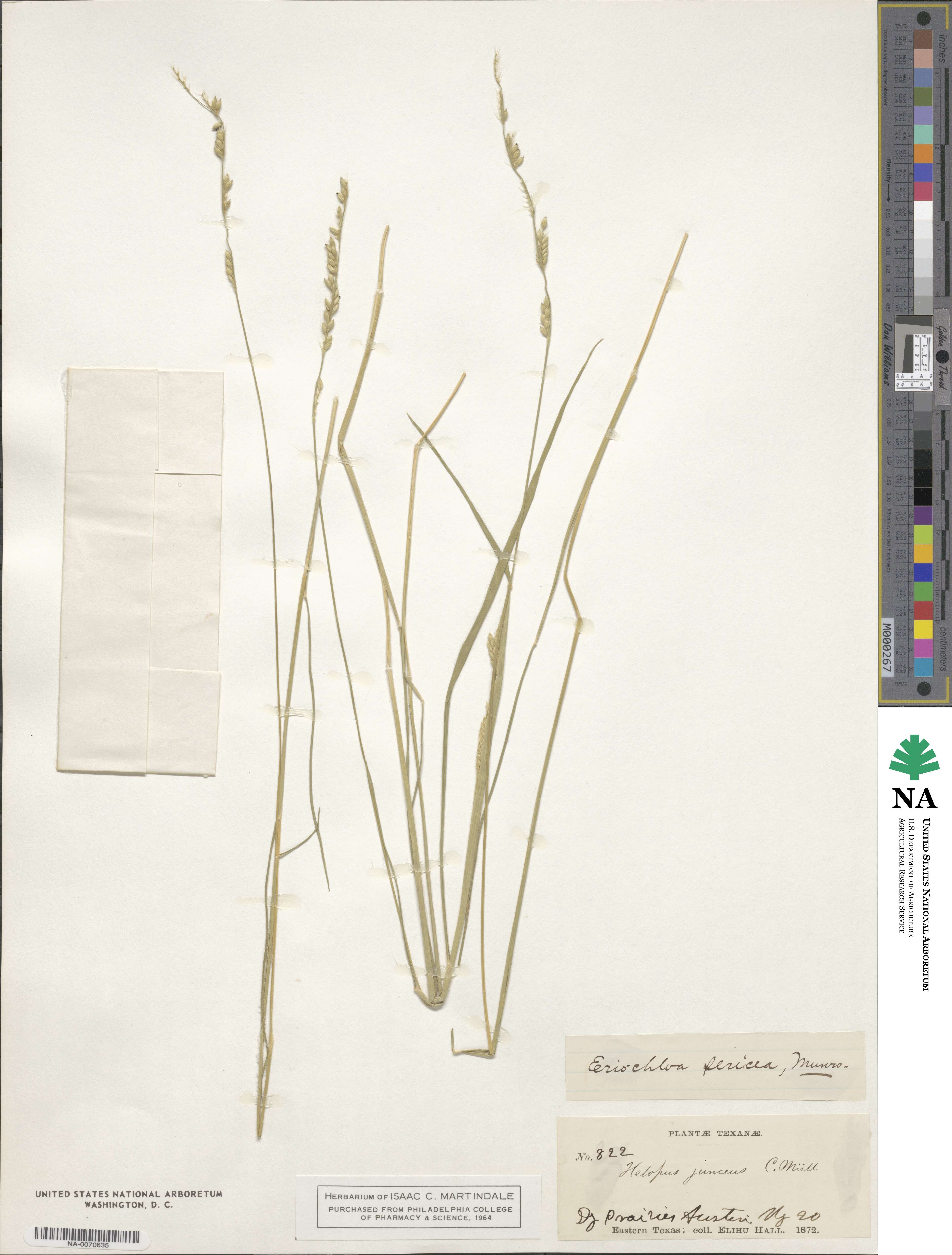 Eriochloa sericea image