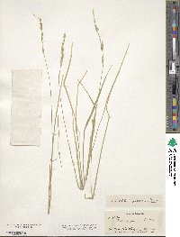 Eriochloa sericea image