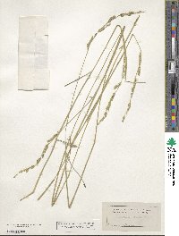 Eriochloa sericea image