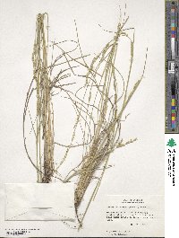 Eriochloa sericea image