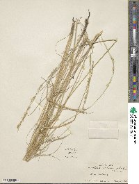 Eriochloa sericea image