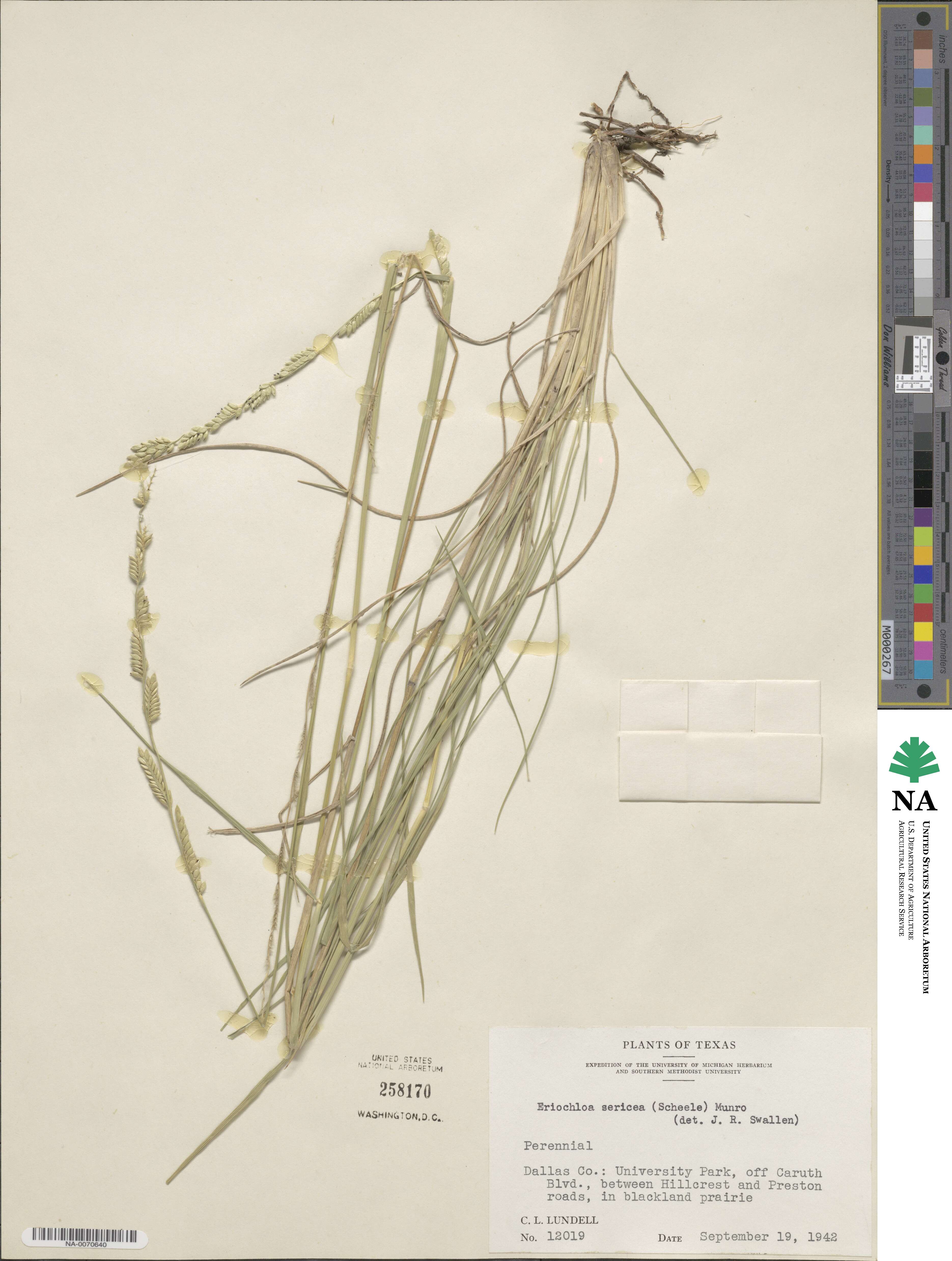 Eriochloa sericea image