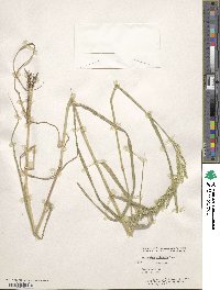 Image of Eriochloa aristata