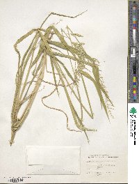 Eriochloa acuminata image