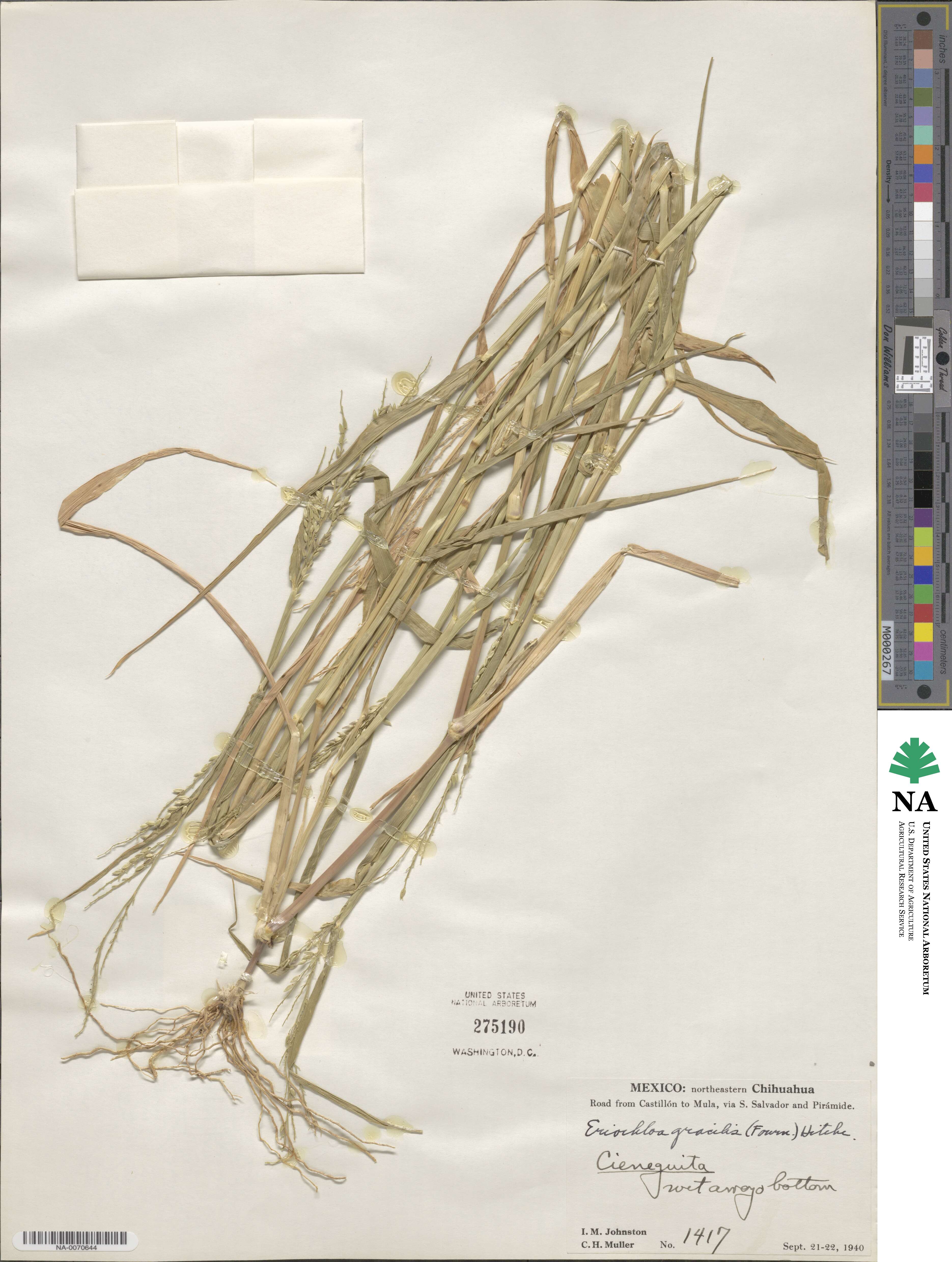 Eriochloa acuminata image