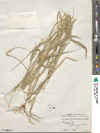 Eriochloa acuminata var. acuminata image