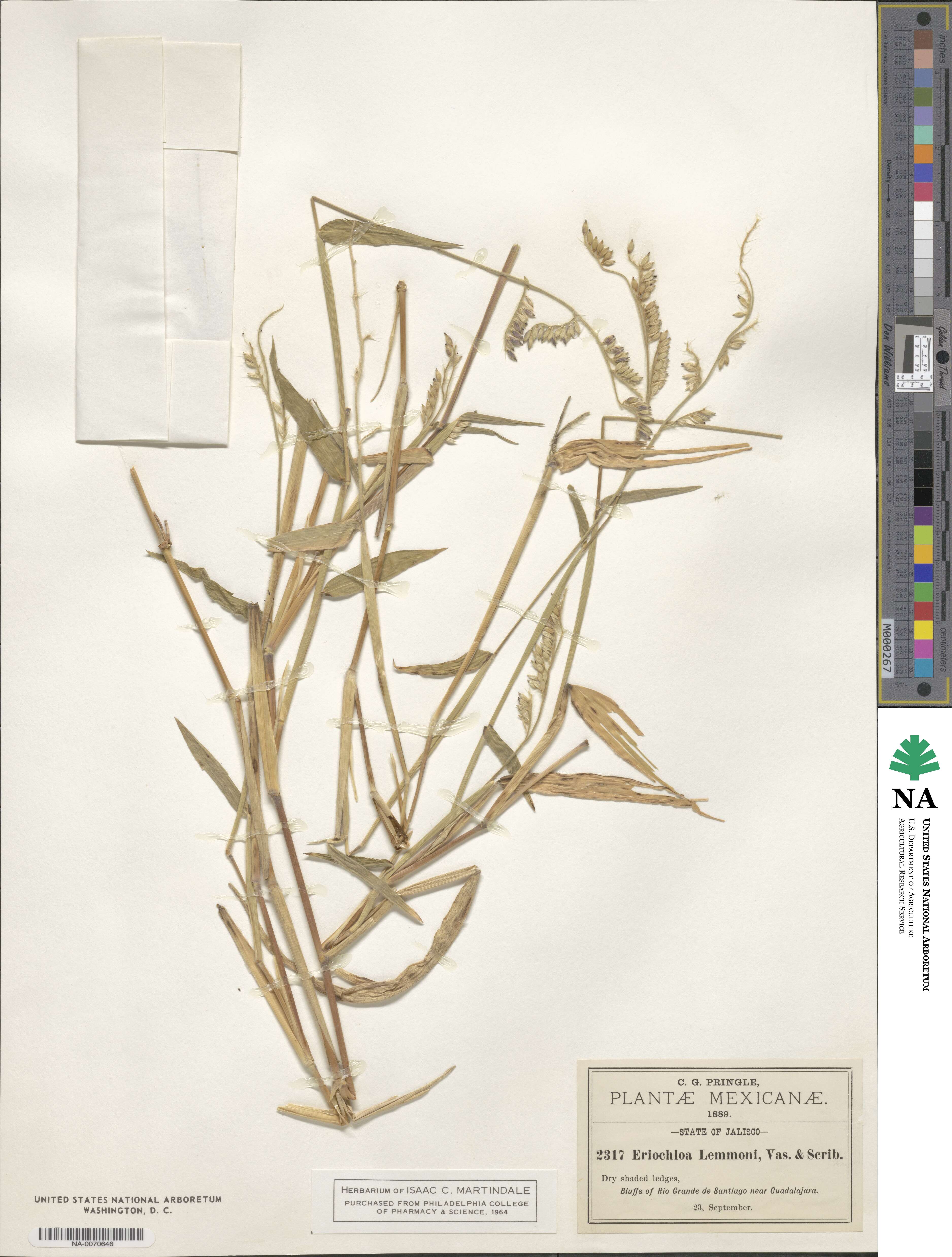 Eriochloa lemmonii var. lemmonii image