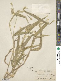 Eriochloa nelsonii image