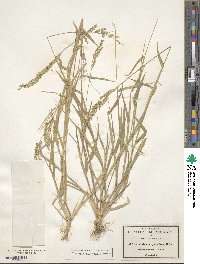 Image of Urochloa polystachya