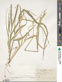 Eriochloa punctata image