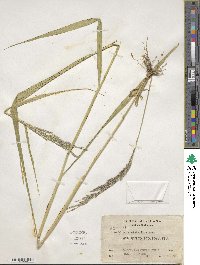 Eriochloa punctata image