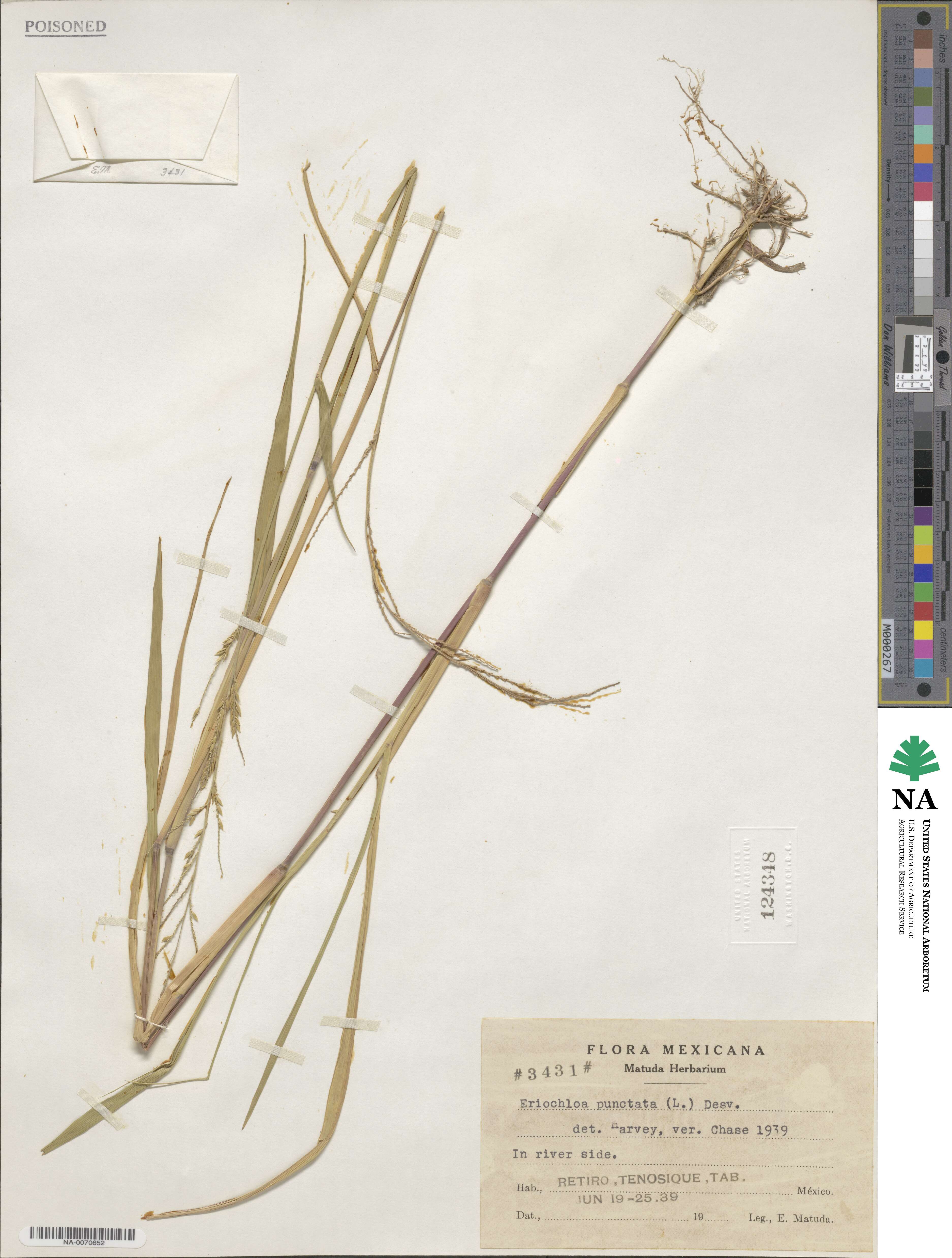 Eriochloa punctata image