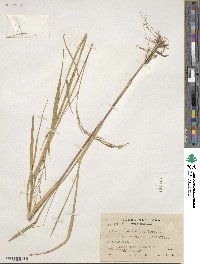 Eriochloa punctata image