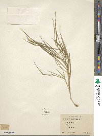 Eriochloa distachya image