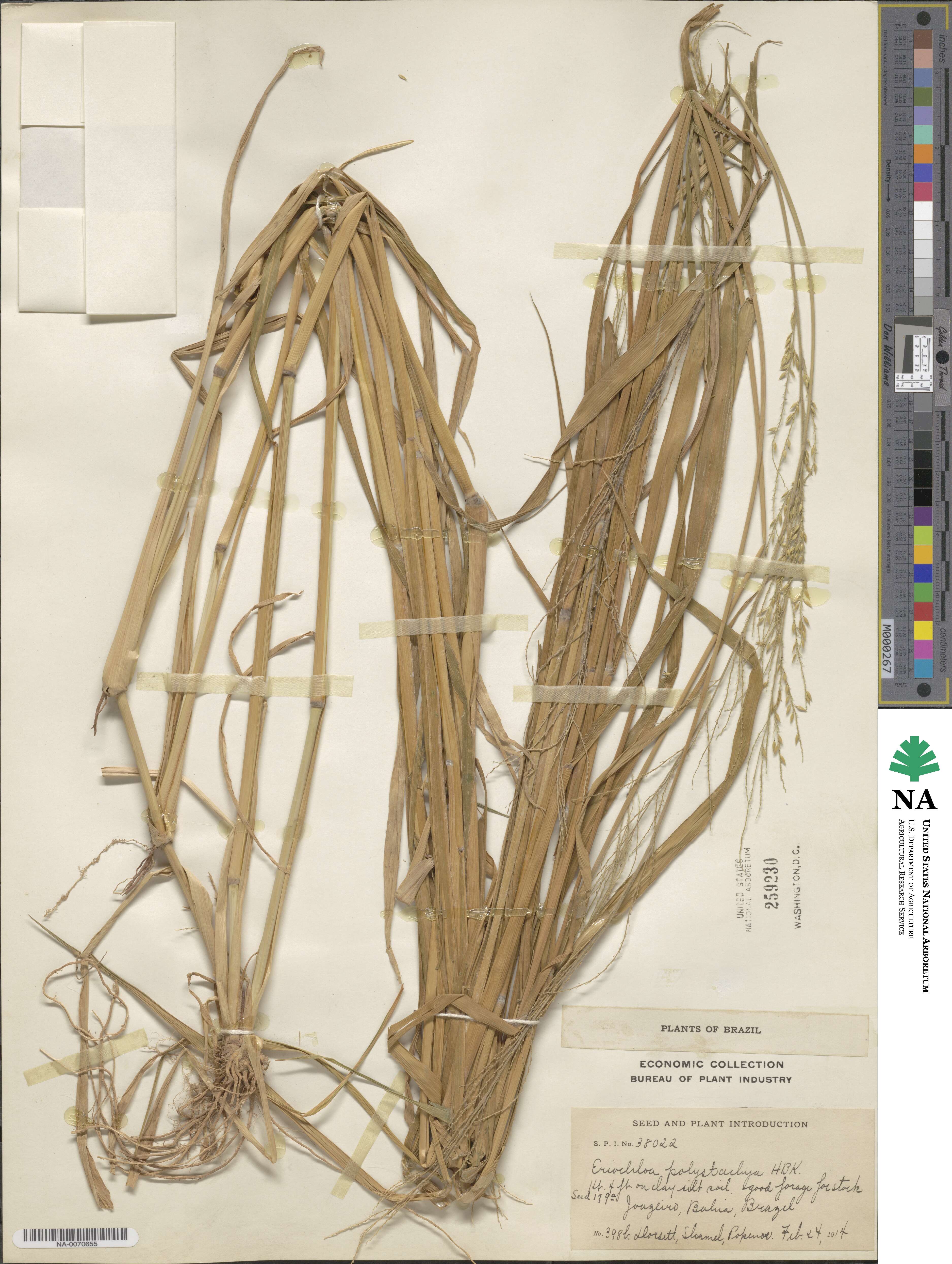 Urochloa polystachya image