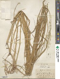 Urochloa polystachya image