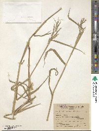 Eriochloa punctata image