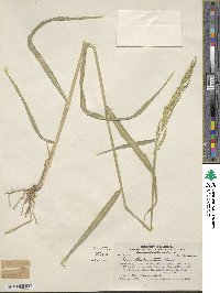 Eriochloa punctata image