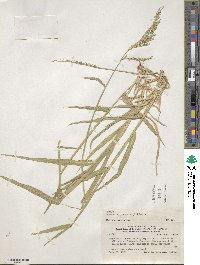 Eriochloa punctata image