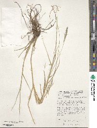 Image of Eriochloa meyeriana