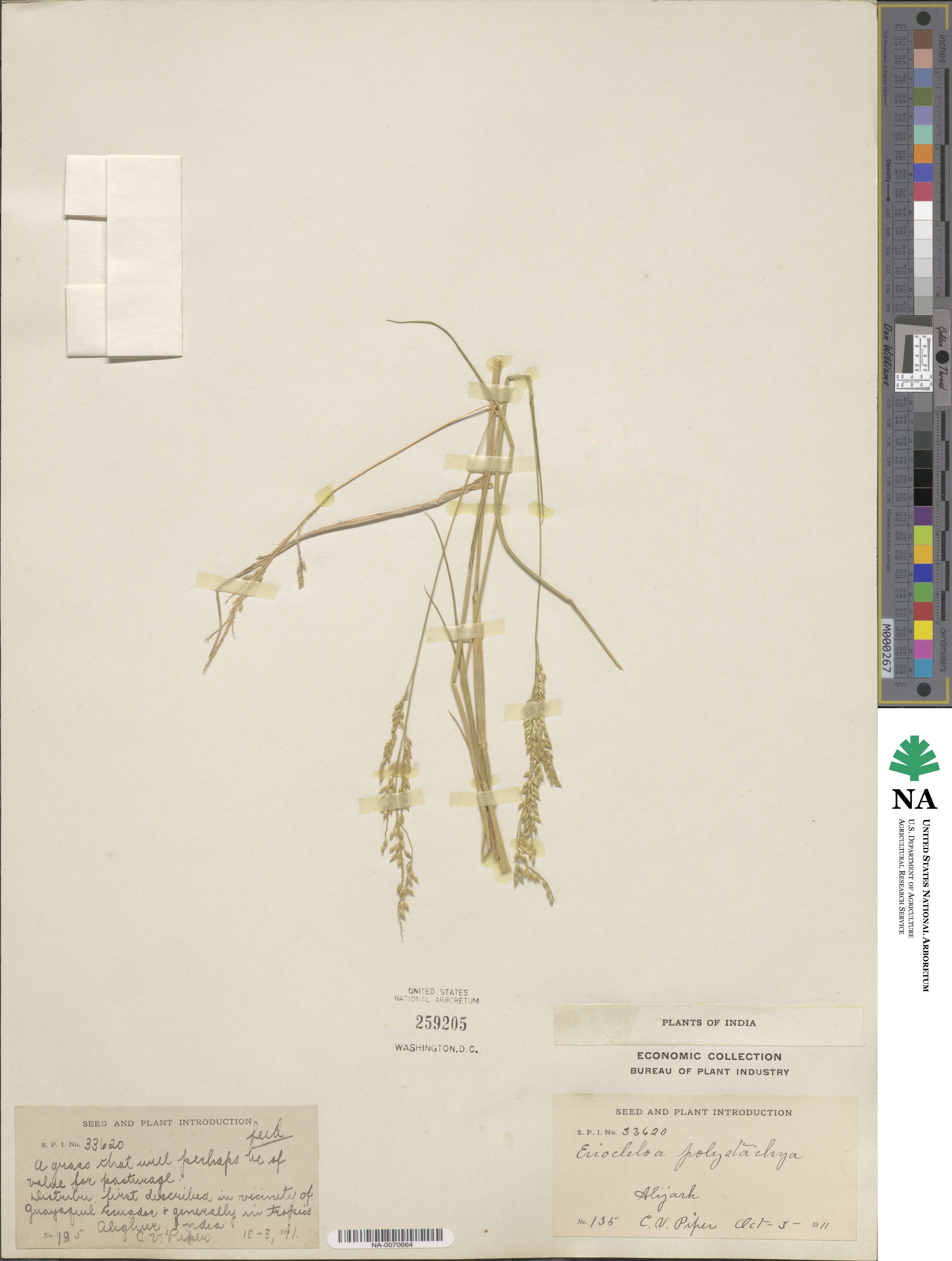 Urochloa polystachya image