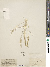 Urochloa polystachya image