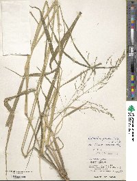 Eriochloa procera image