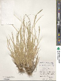 Eriochloa procera image