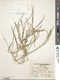 Eriochloa procera image