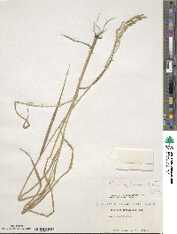 Eriochloa procera image