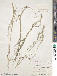 Eriochloa procera image