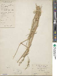 Eriochloa procera image