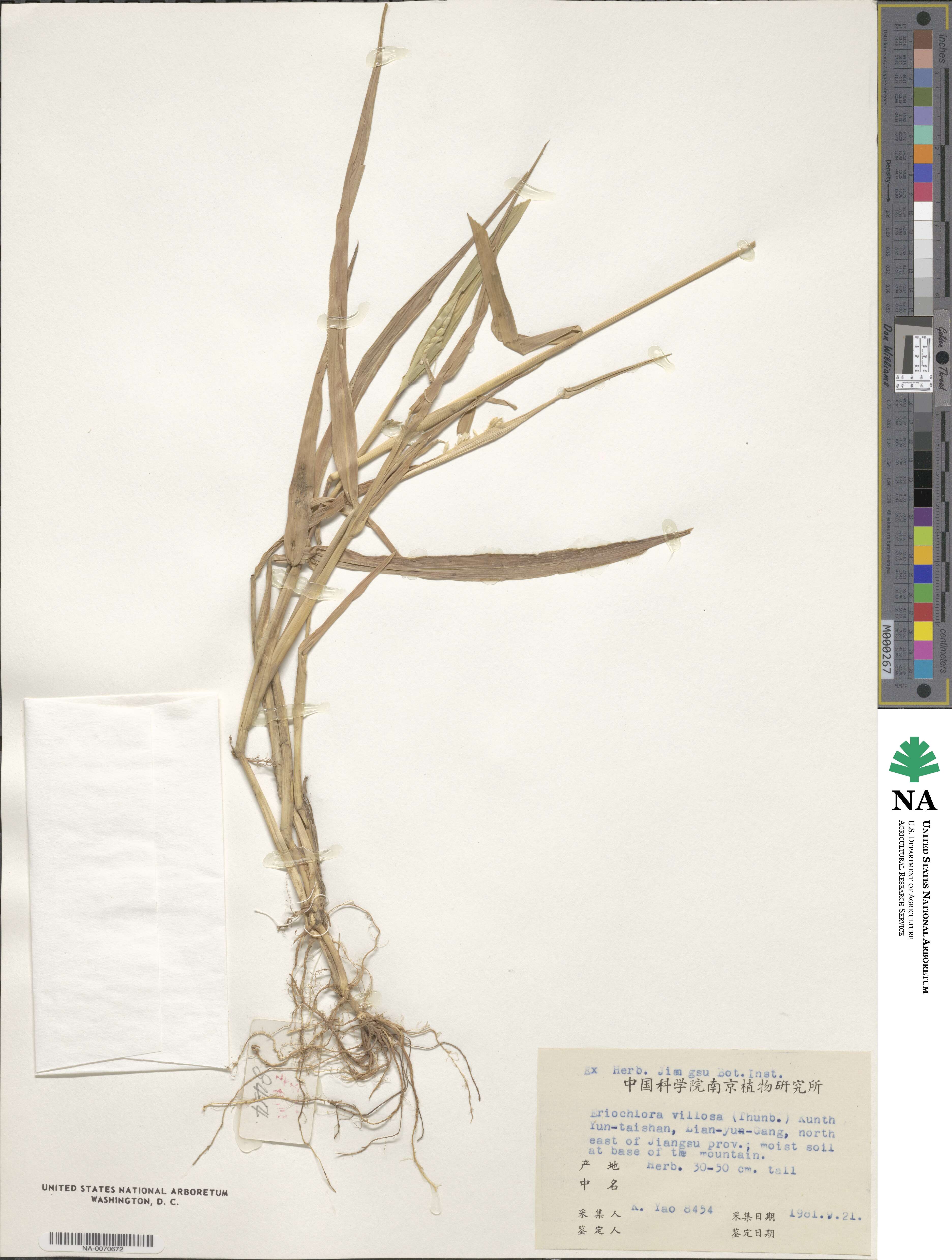 Eriochloa villosa image