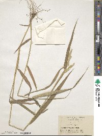 Eriochloa villosa image