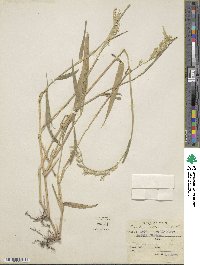 Eriochloa villosa image