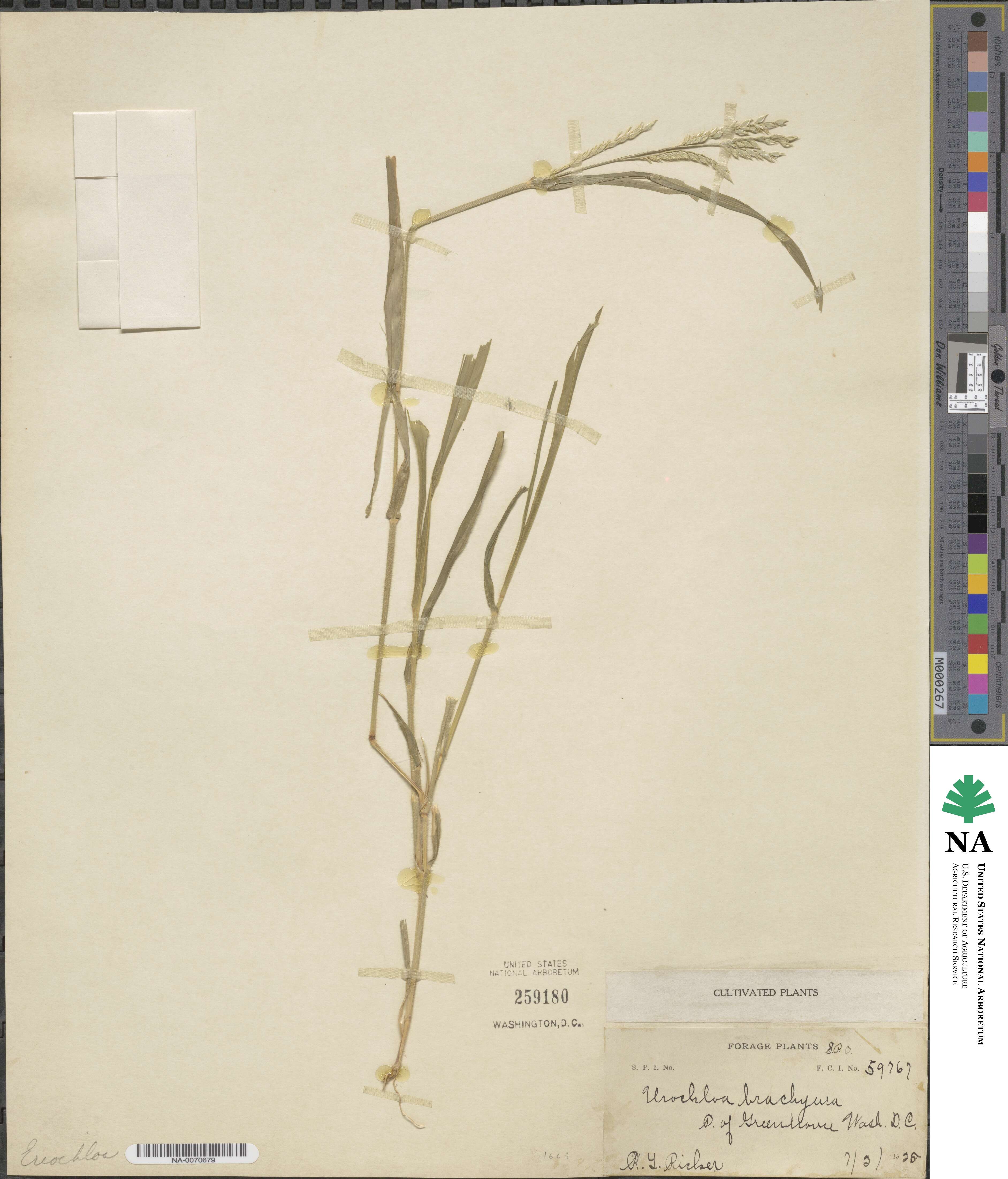 Eriochloa brachyura image