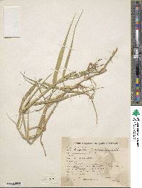 Urochloa polystachya image