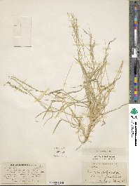 Urochloa polystachya image