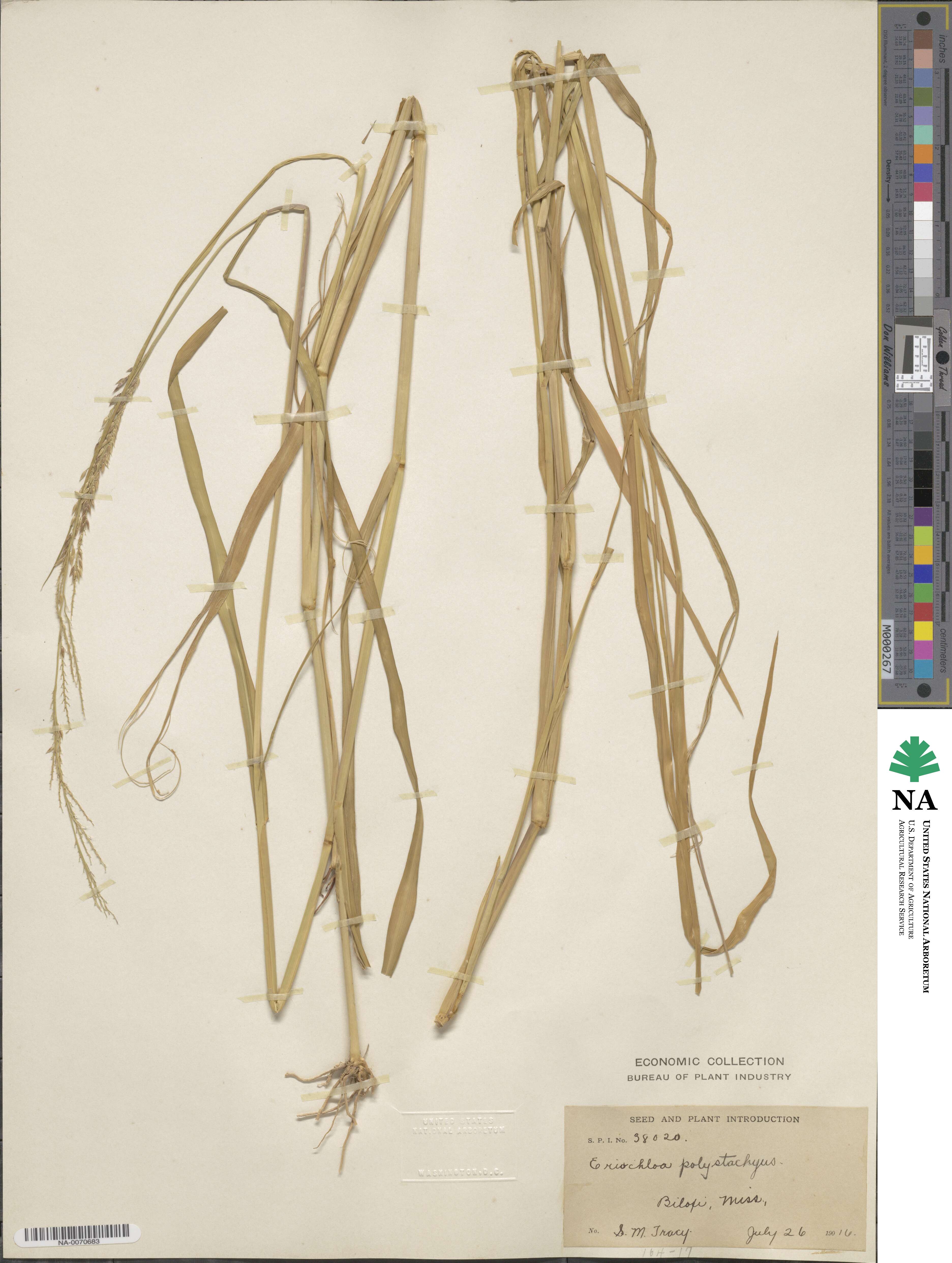 Urochloa polystachya image