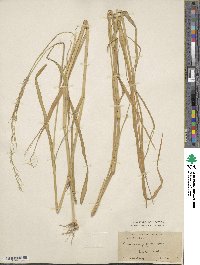 Urochloa polystachya image