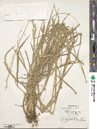 Eriochloa punctata image