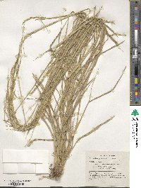 Eriochloa punctata image